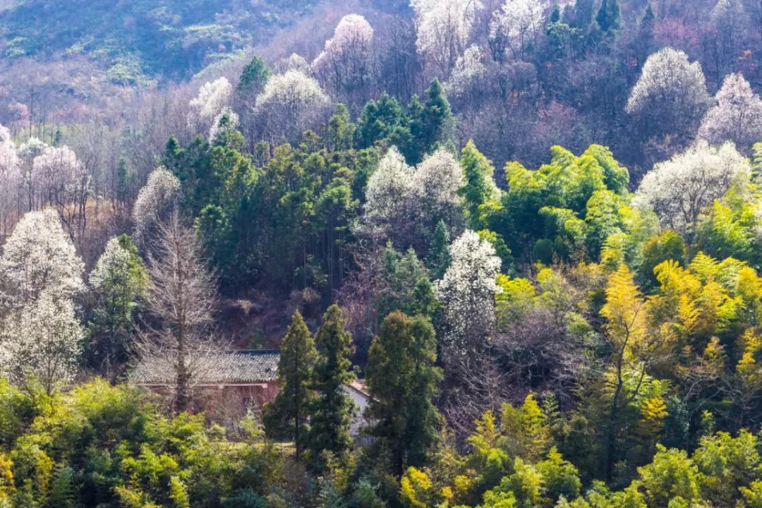 春游江淮請(qǐng)您來丨向著紅土地的方向，春游皖西